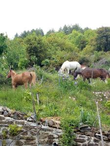 Morfeas Guesthouse Epirus Greece