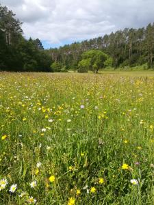 Ferienwohnung Elsbeere