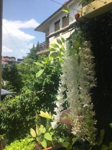 ANI Apartment