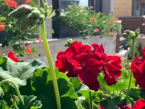 Apartment with Mountain View - Third Floor room in Apartamente-Garden Apart Predeal -with Mountain view