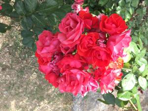 Physis Rental Estate