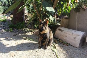 Los Cactus de Islón