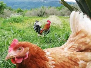 ECO Camp Supot - Šmarje