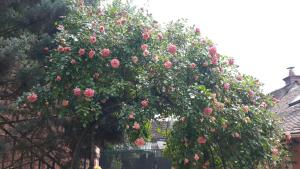 Maisons d'hotes la maison rose: lieu atypique : photos des chambres