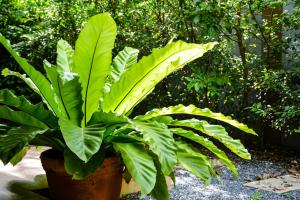 Ton Yaang private pool villa