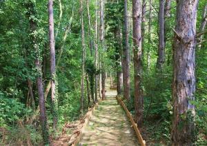 Комплекс Pines Beach Resort