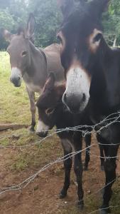 LA TORRE DE CUBILLAS