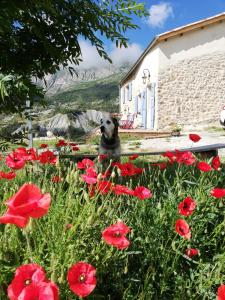 Maisons d'hotes Gaia, maison d'hotes Verdon, vue feerique : photos des chambres