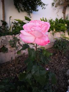 Finca Sa Cova de Mallorca