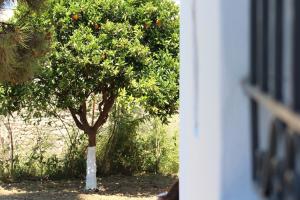 ORANGE GARDEN Achaia Greece