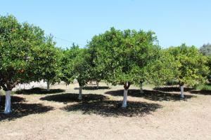 ORANGE GARDEN Achaia Greece