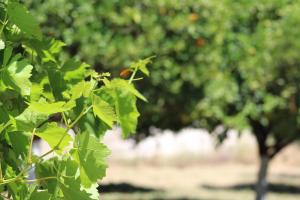 ORANGE GARDEN Achaia Greece