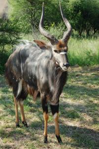 Makhato Bush Lodge 109