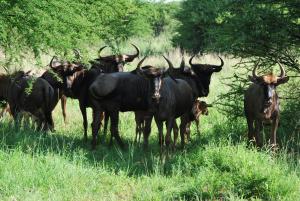 Makhato Bush Lodge 109