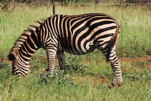 Makhato Bush Lodge 109