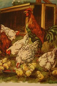 Landelijk logeren bij De Witte Kip