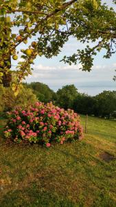 Chalets Chalet paisible dans la nature avec belle vue sur le lac Leman : photos des chambres
