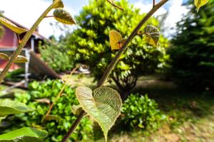 Chalet Pico das Pedras