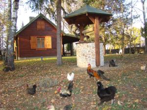 Pension Lilac Organic Farm Narewka Polen