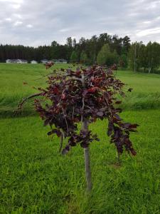 Önnerud Gårdshotell