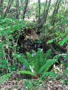 Trisileja en Novales