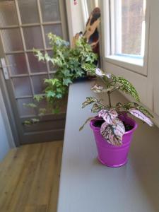 Appartements La Grande Terrine - Gites Les Potiers : photos des chambres