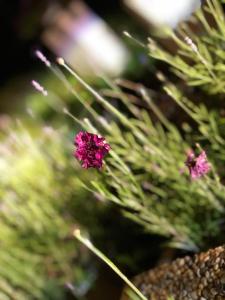 Pécsely House Apartman