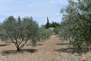 Maisons de vacances Le Mas des Genets : photos des chambres