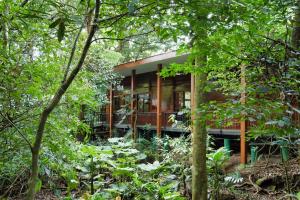 Jaguarundi Jungle Lodge