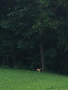 Pension Nocksteinblick