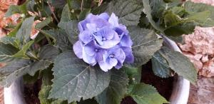 Alexander Apartments