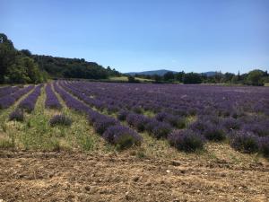 Maisons de vacances Le Cube des Garrigues : photos des chambres