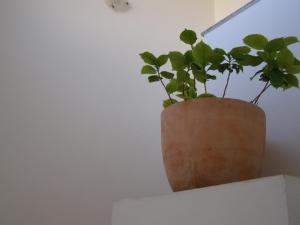 Charming Apartments in Pula