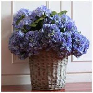 B&B / Chambres d'hotes Villa Les Hortensias B&B : photos des chambres