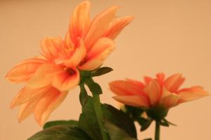 Haus Mandarina