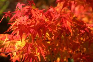 Shima Onsen Yoshimoto