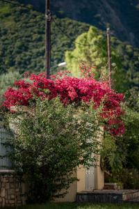 Panormos Apartments Achaia Greece