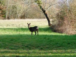 B&B / Chambres d'hotes Presbytere d'Arpentian : photos des chambres