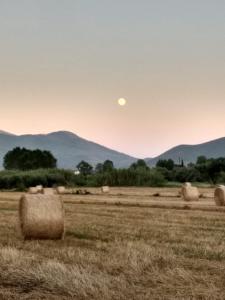 Il Giardino delle Zagare