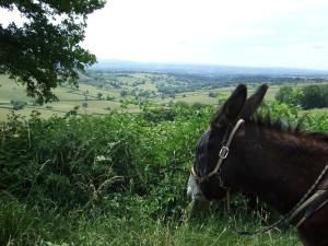 B&B / Chambres d'hotes Fenetre sur Loire : photos des chambres