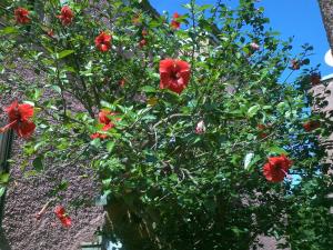 Hotel Abbaruja img63