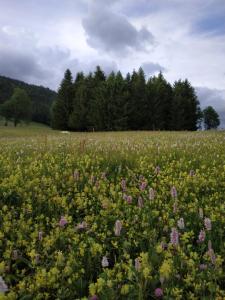 Appartements Les Chamois : photos des chambres