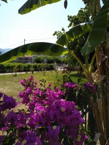 Rosegarden Kefalloniá Greece