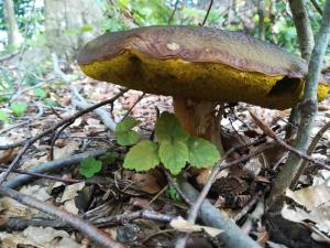 Agroturystyka Józefówka Borkowo Lęborskie