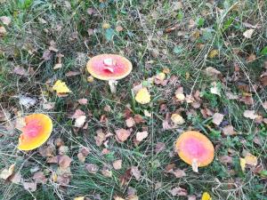 Agroturystyka Józefówka Borkowo Lęborskie