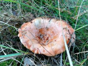 Agroturystyka Józefówka Borkowo Lęborskie