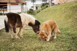 Hotel Fazenda Dona Francisca