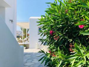 Eleftheria Hotel & Apartments Myconos Greece