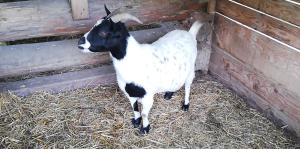 Biobauernhof Schuster