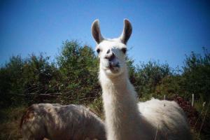 Sejours a la ferme Loire Valley Llama Farm Stay : photos des chambres